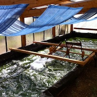 Premier petit bassin de spiruline a grasse