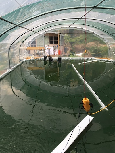 Azur Naturel pratique une culture raisonnée de la Spiruline juste ce qu'il faut quand il faut