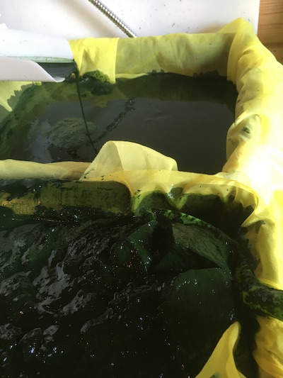 Nous sommes le premier producteur de spiruline bio des alpes maritimes à mettre en place une récolte de la spiruline hors de la serre