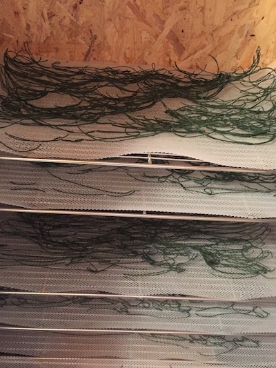 Pour conserver toute les qualités nutritionnelles de notre Spiruline de provence nous la séchons à basse température (45°C)