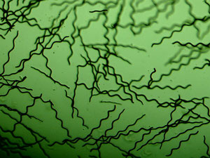 la souche de spiruline utilisée à grasse